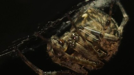 Bright macro 8K footage, a large orb spider crawls upside down through its sticky web at night, weaving intricate strands and feeding on its prey, as the spooky, illuminated web sways gently.