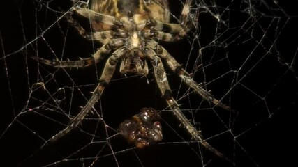 Bright macro 8K footage, a large orb spider crawls upside down through its sticky web at night, weaving intricate strands and feeding on its prey, as the spooky, illuminated web sways gently.