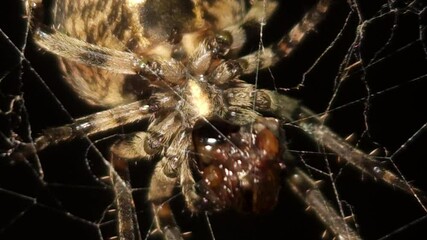 Bright macro 8K footage, a large orb spider crawls upside down through its sticky web at night, weaving intricate strands and feeding on its prey, as the spooky, illuminated web sways gently.