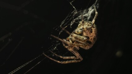 Bright macro 8K footage, a large orb spider crawls upside down through its sticky web at night, weaving intricate strands and feeding on its prey, as the spooky, illuminated web sways gently.