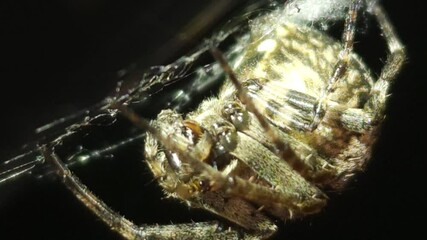Bright macro 8K footage, a large orb spider crawls upside down through its sticky web at night, weaving intricate strands and feeding on its prey, as the spooky, illuminated web sways gently.