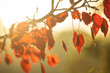 © Austockphoto - Vibrant red autumn leaves in golden morning light