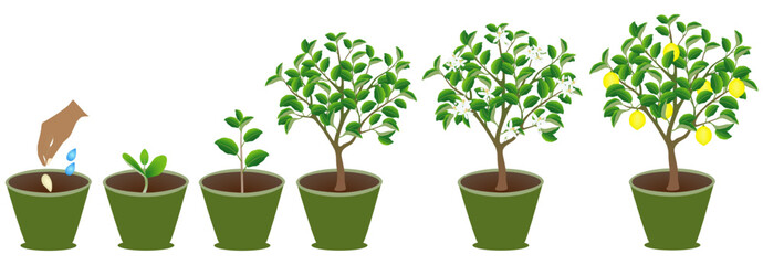 Wall Mural - Growth cycle of lemon plant in a pot on white background..eps