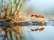 © Fathor - Photo of a red ant running on the edge of water, with its reflection visible in it and some vegetation around, blurred background, natural light, macro lens, high resolution. Stock photo, close-up,