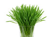 © Lyle - Close Up Fresh Green Wheatgrass Plant in Glass on Transparent Background