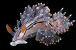 © Smaev - The nudibranch is a type of sea animal that is part of marine life often captured in micro photographs