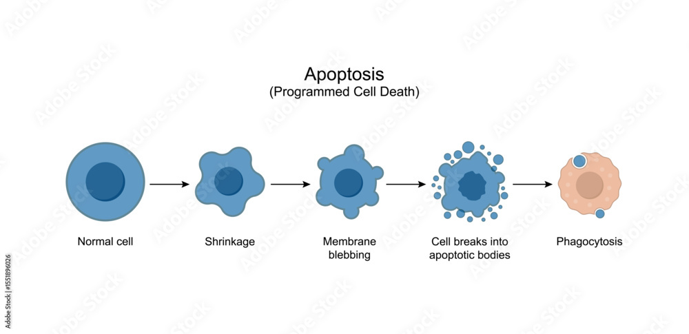 Apoptosis. Programmed cell death. Aging process in cells. Stages of ...