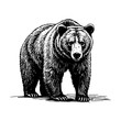 © ascrea - A bear sketch portrait engraving black and white outline. Scratch board imitation.