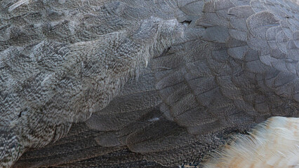 white and black bird feathers