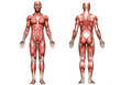 © Ayesha - Human muscular system front and back view isolated on transparent background