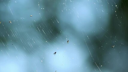 Rack focus. Prey in Spiderweb: Flies and Midges Caught in Sticky Threads. Abstract nature background.