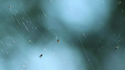 Spider Web as Trap: Close-up of web with caught flies against blue sky,  abstract nature background.