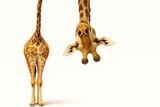 Playful giraffe standing upside down on white background