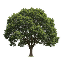 isolated tree with green foliage transparent background illustration