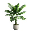 © Tohamina - Lush green plant in a light grey pot vibrant leaves indoor plant home decor