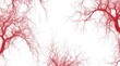 © umar - Red, branching patterns resembling tree roots or veins against a white background.  Intricate network of thin lines