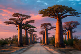 Beautiful Baobab trees at sunset at the avenue of the baobabs in Madagascar