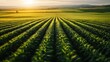 © svastix - A breathtaking view of vibrant green fields stretches towards the horizon, illuminated by the warm glow of the sunset. The image evokes a sense of serenity and natural beauty.