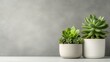 © svastix - A stunning display of various succulents in contemporary pots against a textured wall, embodying a sense of calmness and sophistication for plant lovers and home decorators alike.