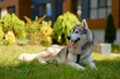 © I am from Mykolayiv - Relaxed Siberian Husky Lying in Grass in Backyard Garden – Sunny Day with Calm Dog