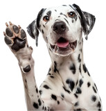 PNG Dalmatian dog paw up animal mammal pet.