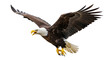 © Fernando - Isolated bald eagle flying