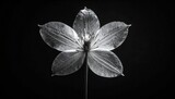 Stunning black and white close-up of a delicate lily flower with detailed petals and stem isolated on dark background for botanical and nature themes