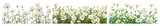 PNG Vibrant daisies in bloom, element set on transparent background PNG Vibrant daisies in bloom, element set on transparent background