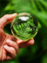 Wall Mural - A hand holding a clear glass ball with a fern leaf inside. Concept of curiosity and wonder as the viewer looks through the glass to see the leaf inside. Abstract nature background.