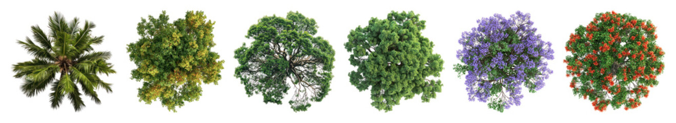 Wall Mural - png colorful tree canopy collection, element set on transparent background