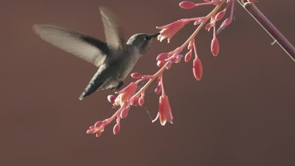 Wall Mural - A female or immature male Anna's hummingbird moves from flower to flower along a red yucca stalk in early morning sunlight that shines from behind. 