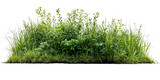 Natural mixed grass and wildflower border featuring various heights of green grasses and small flowering plants, creating wildlife-friendly landscape element