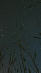 Wall Mural - 4K Night Starry Sky With Glowing Stars And Meteoric Track Trails Above Green Young Wheat Field In Summer Agricultural Season. Motion Background Time Lapse, TimeLapse, Time-Lapse. Bottom View