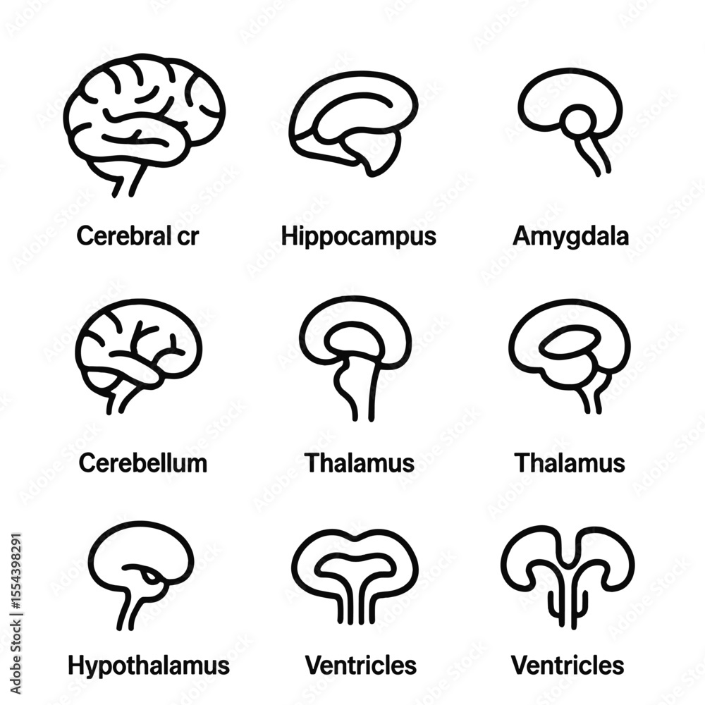 Brain Anatomy Icons. Outline icon set of brain anatomy: cerebral cortex ...