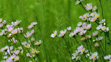 Wall Mural - shasta daisies in our yard while it is raining. raindrops are hitting the wildflowers in our yard in