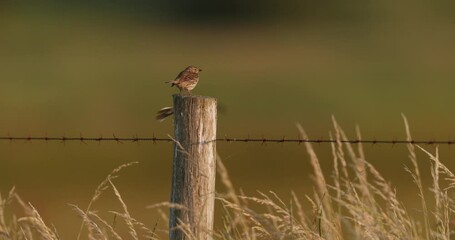 Wall Mural - Shallow focus shot on two brown meadow pipits perched on barbed wire fence