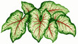 © Arun168 - Good Fortune Unfolds Auspicious plants Caladium green isolated watercolor vector illustration svg