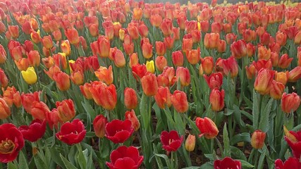 Wall Mural - blooming tulip flower decorating in garden