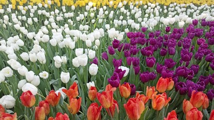 Wall Mural - blooming tulip flower decorating in garden