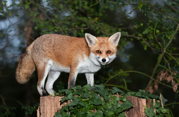 Wall Mural - Portrait of a cute red fox standing on a tree stump in a forest