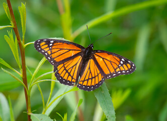 Wall Mural - Viceroy Butterfly on a Willow Leaf