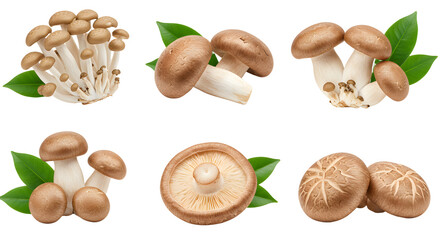 A variety of fresh mushrooms displayed with green leaves, showcasing their natural textures and colors, ideal for culinary use