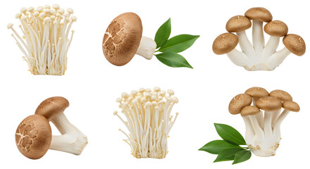 A vibrant display of assorted mushrooms on a white background, showcasing their textures and colors, ideal for culinary use