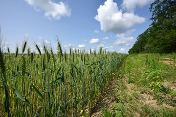 Wall Mural - spikelets. Fresh green young unripe juicy spikelets of wheat on a blurred green field. Oats, rye, barley. harvest in spring or summer, closeup of a field. agricultural field, agriculture, farmland