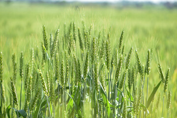 Wall Mural - spikelets. Fresh green young unripe juicy spikelets of wheat on a blurred green field. Oats, rye, barley. harvest in spring or summer, closeup of a field. agricultural field, agriculture, farmland