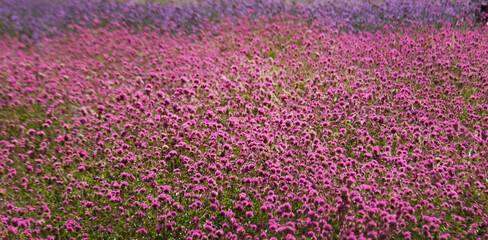 Wall Mural - purple flowers in the field in thailand, selective focus.