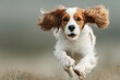 © Elena - Happy dog running to camera banner