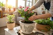 © MD - Woman putting fibre soil by hands, transplanting Crassula plant into new pot at home, Replanting the plant into the pot Hobbies and leisure, Concept of home garden, green house