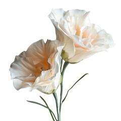 Wall Mural - Two delicate, peach-colored Lisianthus flowers in full bloom, showcasing their intricate petals. background removed