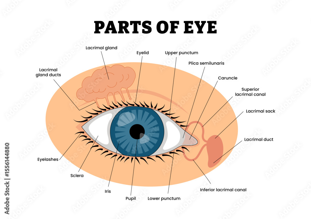 Part of Eye Diagram Structure Anatomy Educational Medical Poster Design ...